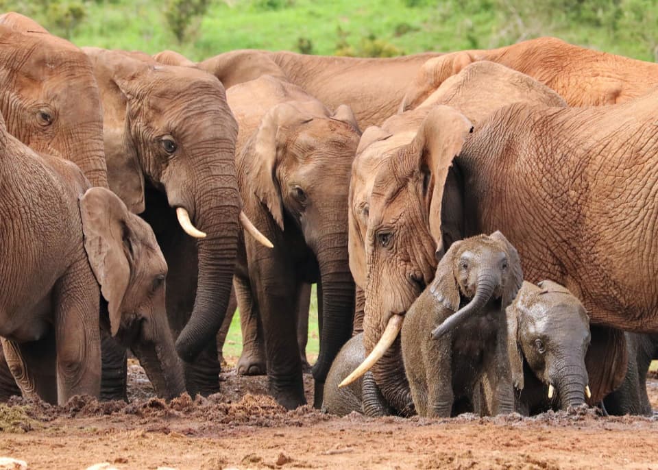 Elefantherde mit Elefantenbaby in Afrika