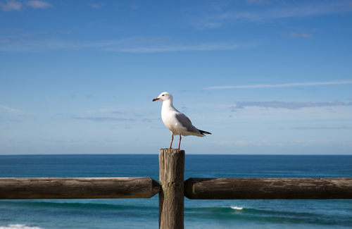 Möwe am Meer Internetagentur Lübeck